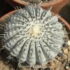 Copiapoa_cinerea_5